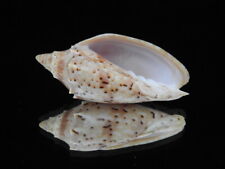 Sea shell Cymbiola pulchra f. neilseni 70.9mm ID#6398 for sale  Shipping to South Africa