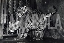 Vintage cuccioli tigre usato  Roma