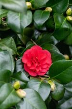 Camellia japonica lady gebraucht kaufen  Westerstede