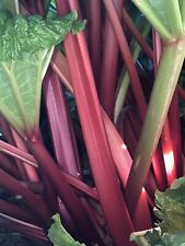 Victorian red rhubarb for sale  Goldendale