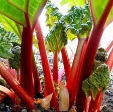 Rhubarb queen victoria for sale  New Castle