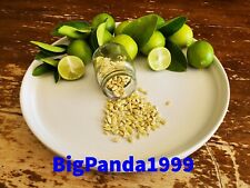 Key lime seeds for sale  Surprise