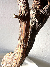 Altholz weinstock 65cm gebraucht kaufen  Dernau