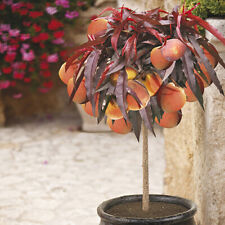 Patio peach tree for sale  PETERBOROUGH