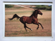 Postkarte pferde de gebraucht kaufen  Hamburg