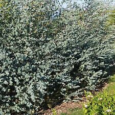 Eucalyptus gunnii azura for sale  GLASGOW