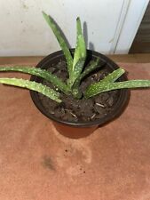 Aloe vera medicinal for sale  Chester