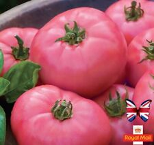 Tomato seeds wild for sale  UK