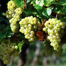 Grape vine perlette for sale  PAIGNTON