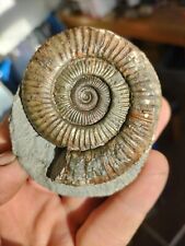Dactylioceras ammonite whitby for sale  REDCAR