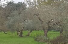 Olive tree 2ft for sale  UK