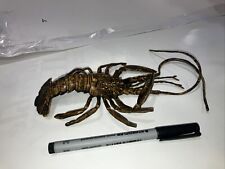 Plastic lobster model for sale  TAMWORTH