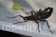 x10 Baby Black Beauty Stick Insects Peruphasma Schultei LIVE SPECIMENS Nymphs, used for sale  DORCHESTER