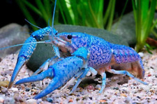 Electric blue lobster for sale  Perris