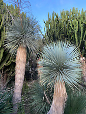 Yucca rostrata pianta usato  Menfi