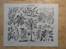Orig.(1890) Holzstich Arzneipflanzen III.  Melonenbaum Kussobaum Jaborandi comprar usado  Enviando para Brazil