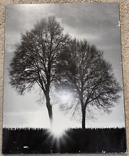 Picture wall trees for sale  Elko