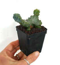 MYRTILLOCACTUS GEOMETRICUS crested small form C363 for sale  Shipping to South Africa