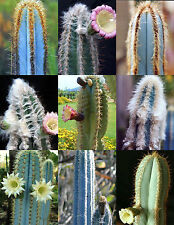 PILOSOCEREUS variety mix @@ rare columnar cacti exotic succulents seed  50 seeds for sale  Shipping to South Africa