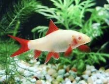 Red finned ruby for sale  LONDON
