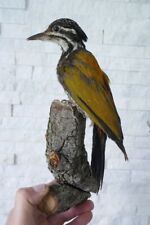 +++ VERY RAR Old Nice *WOODPECKER FLAMEBACK* "Feuerrückenspecht" Taxidermy +++ for sale  Shipping to South Africa