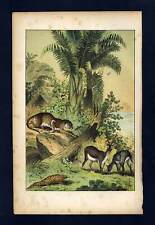 El Guepardo,El Pangolin, Sagoutier, L Antílope grabado Historia Natural 1880 comprar usado  Enviando para Brazil
