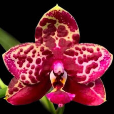 Fragrant orchid phalaenopsis for sale  Fullerton