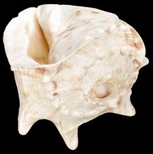 Vintage conch shell for sale  San Diego