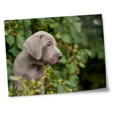 8x10 prints weimaraner for sale  SELBY