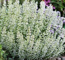 White catmint plugs for sale  TIVERTON