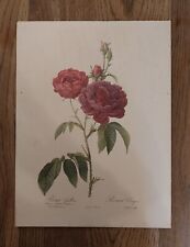 Vintage rosa gallica for sale  BOURNE