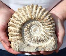 Genuine fossil ammonite for sale  BECCLES