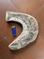 Pesce fossile perfetto usato  Faenza