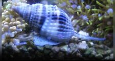 Nassarius snails sand for sale  BASINGSTOKE