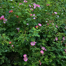 Dog rose hedge for sale  PETERBOROUGH
