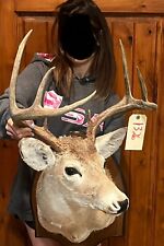 Point whitetail deer for sale  Harper