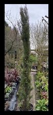 Italian cypress tree for sale  BURNTWOOD