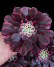 Aeonium black zwartkin for sale  Ireland