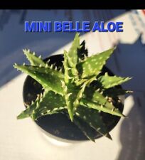 Mini belle aloe for sale  San Lorenzo
