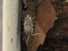 Oreo crumbles porcellio for sale  New Albany