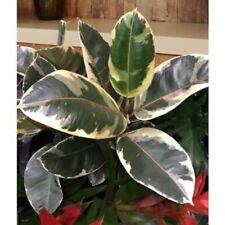 Variegated rubber plant for sale  New York