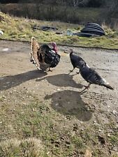 Bronze turkey hatching for sale  CUMNOCK