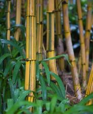 Bambusa vulgaris vittata for sale  USA