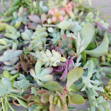 Assorted succulent cuttings for sale  Honea Path