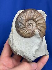 Ammonit germany fossilien gebraucht kaufen  Saarbrücken