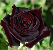 Black rose seeds for sale  LONDON