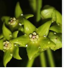 Hoya obtusifolioides rooted for sale  BURNHAM-ON-SEA
