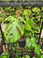 plant monstera philodendron for sale  Tampa