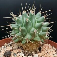 Thelocactus tulensis on roots POT cm 12 Cod 1766 Succulent Cactus kakteen cacti  for sale  Shipping to South Africa