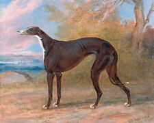 Black white greyhound for sale  South Jordan